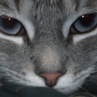 ГЛАЗА В ГЛАЗА :: Володька Завитушкин ГЛАЗА В ГЛАЗА :: Володька Завитушкин