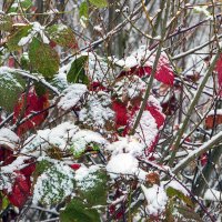 Новы Двур Мазовецки :: Светлана Ищенко