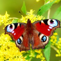 опять про бабочек...188 :: Александр Прокудин