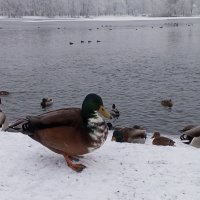 Утки :: Сапсан 