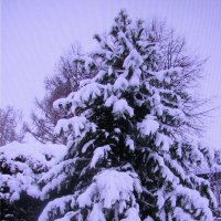 Нарядился мой кедр :: Людмила Смородинская