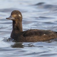 турпан. :: юрий макаров турпан. :: юрий макаров