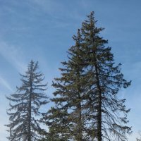 Деревья в синеве :: Дмитрий Никитин