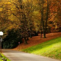 Дорога в лес :: Юрий. Шмаков