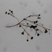 январь :: Елена Шаламова январь :: Елена Шаламова