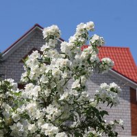 ДУШИСТЫЙ АРОМАТ ЖАСМИНА :: Валентина ДУШИСТЫЙ АРОМАТ ЖАСМИНА :: Валентина