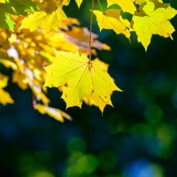 Кленовый лист :: Виктория 