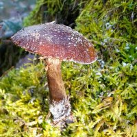 Стойкий гриб. :: Милешкин Владимир Алексеевич Стойкий гриб. :: Милешкин Владимир Алексеевич