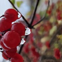 После дождя :: Марина 