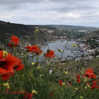 Природа Крыма :: Amazing Cosmea Природа Крыма :: Amazing Cosmea