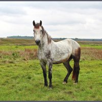 Лошадка. :: Александр. AVG100 ---