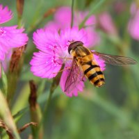Цветочный аромат :: Александр Ковальчук