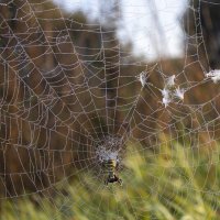 Паук оса. :: Александр. AVG100 ---