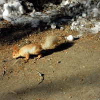 В парке :: Андрей Л. В.