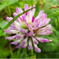 Паучок тоже любит сладкое :: Алексей Сопельняк Паучок тоже любит сладкое :: Алексей Сопельняк