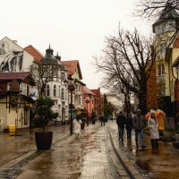 Зеленоградск :: Лилия .