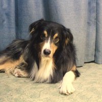 аусси "Фантом" :: Артём 