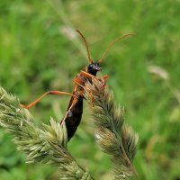 *** :: Зоя Мишина *** :: Зоя Мишина