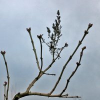 Зимняя графика :: Светлана 