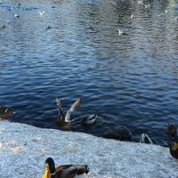 В парке. Гатчина :: Зина Чернавская В парке. Гатчина :: Зина Чернавская