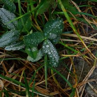 холодное утро(2) :: Александр Герасенков холодное утро(2) :: Александр Герасенков