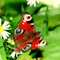 опять про бабочек...192 :: Александр Прокудин опять про бабочек...192 :: Александр Прокудин