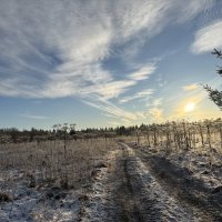 По полям, по полям… :: Ольга Савельева 