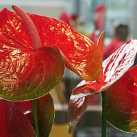 подарки природы :: Олег Лукьянов