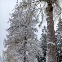 Зима :: Сапсан 