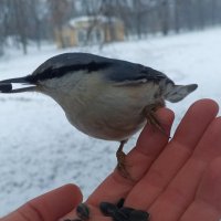 Поползень :: Сапсан 