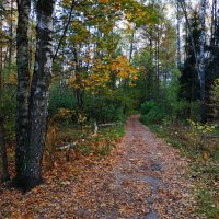 Один день в октябре-2023 в Лосином острове :: Андрей Лукьянов Один день в октябре-2023 в Лосином острове :: Андрей Лукьянов