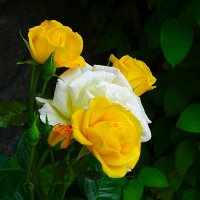 Зимой о цветах. :: Милешкин Владимир Алексеевич 