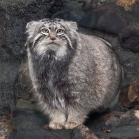 Манул Тимоша :: <<< Наташа >>> Манул Тимоша :: <<< Наташа >>>