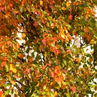 Краски осени. :: Юрий Полторыхин.