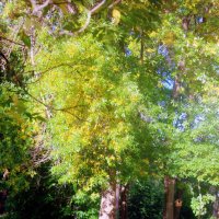 Летний парк :: Сергей Кочнев Летний парк :: Сергей Кочнев