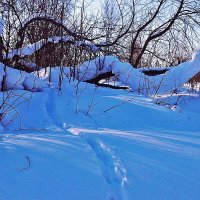 Февраль...Левобережье Юганской Оби.Зверь пробежал по снегуу! :: Владимир 