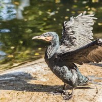 Баклан :: SanSan 