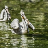 Пеликан :: SanSan 