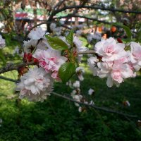 Весна :: Роман Савоцкий