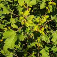 Репей :: Анатолий Чикчирный