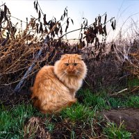 Кот Рыжик :: Сергей Гибков