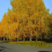 Новочебоксарск. Берёзовая аллея улицы Советской октябрьским днём. :: Пётр Чернега Новочебоксарск. Берёзовая аллея улицы Советской октябрьским днём. :: Пётр Чернега