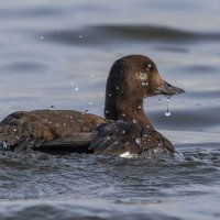 турпан. :: юрий макаров