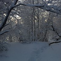 Лесными тропинками :: Ольга 