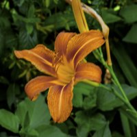 Лилейник :: Валентин Семчишин