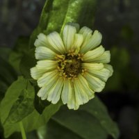 Циния :: Валентин Семчишин Циния :: Валентин Семчишин