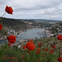 Природа Крыма :: Amazing Cosmea