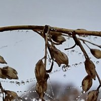 Узоры :: Марина Узоры :: Марина