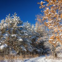 Солнечным днем :: Наталья Димова Солнечным днем :: Наталья Димова