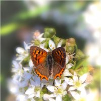 *** :: Александр. AVG100 ---